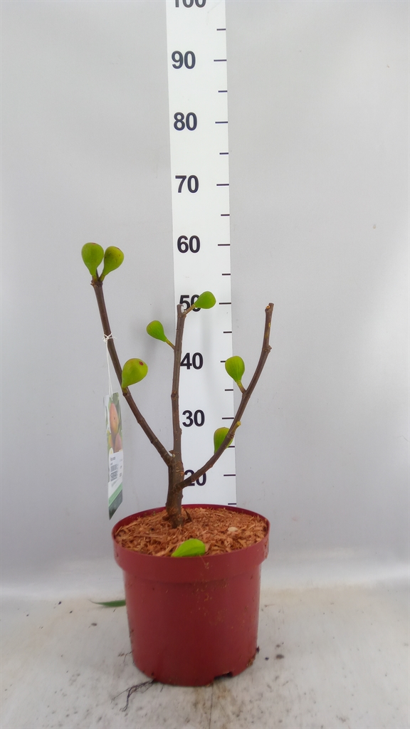 Ficus Carica 23Ø 60cm