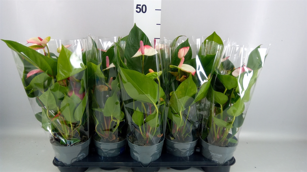Anthurium Joli Pulse 12Ø 43cm