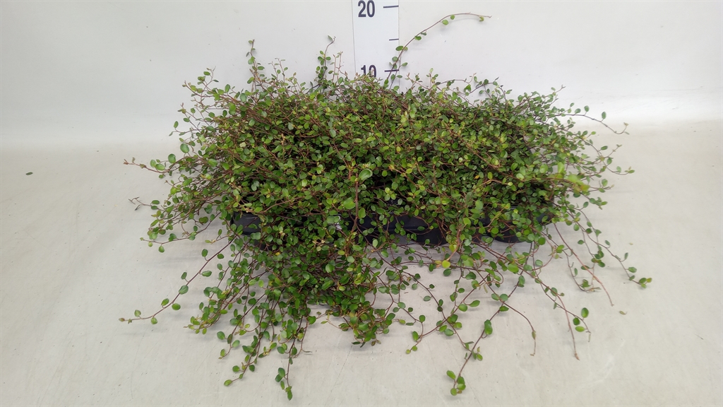 Muehlenbeckia Mao'ri 6Ø 8cm