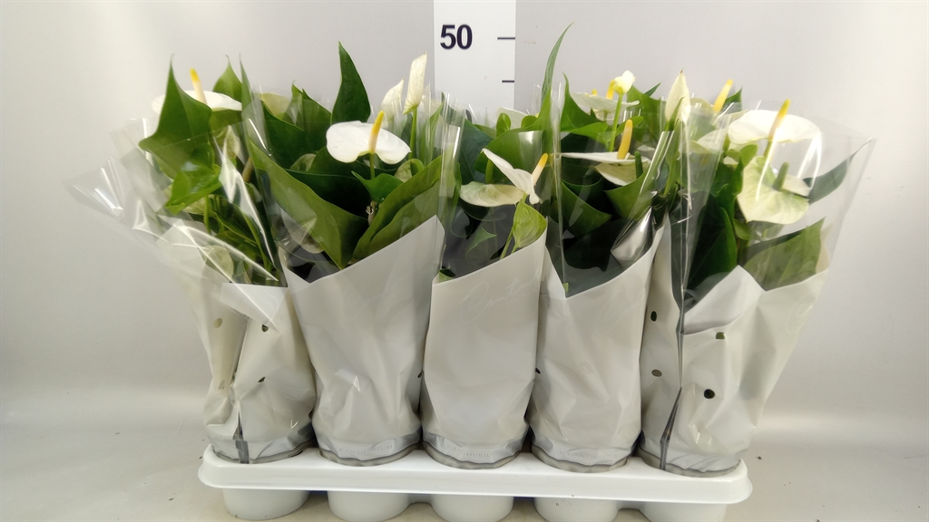 Anthurium Cocos 12Ø 40cm