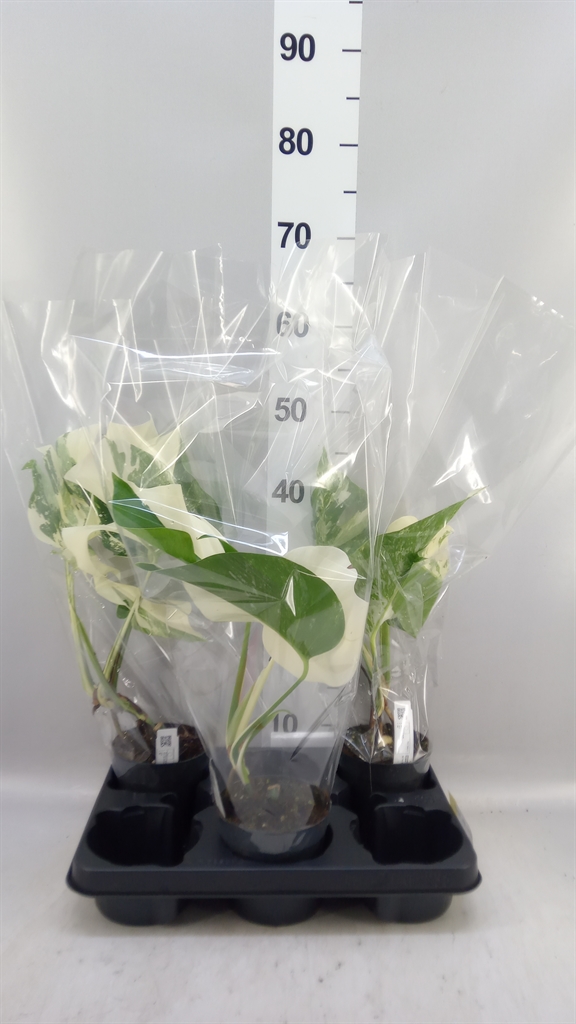 Monstera Del Variega 12Ø 25cm