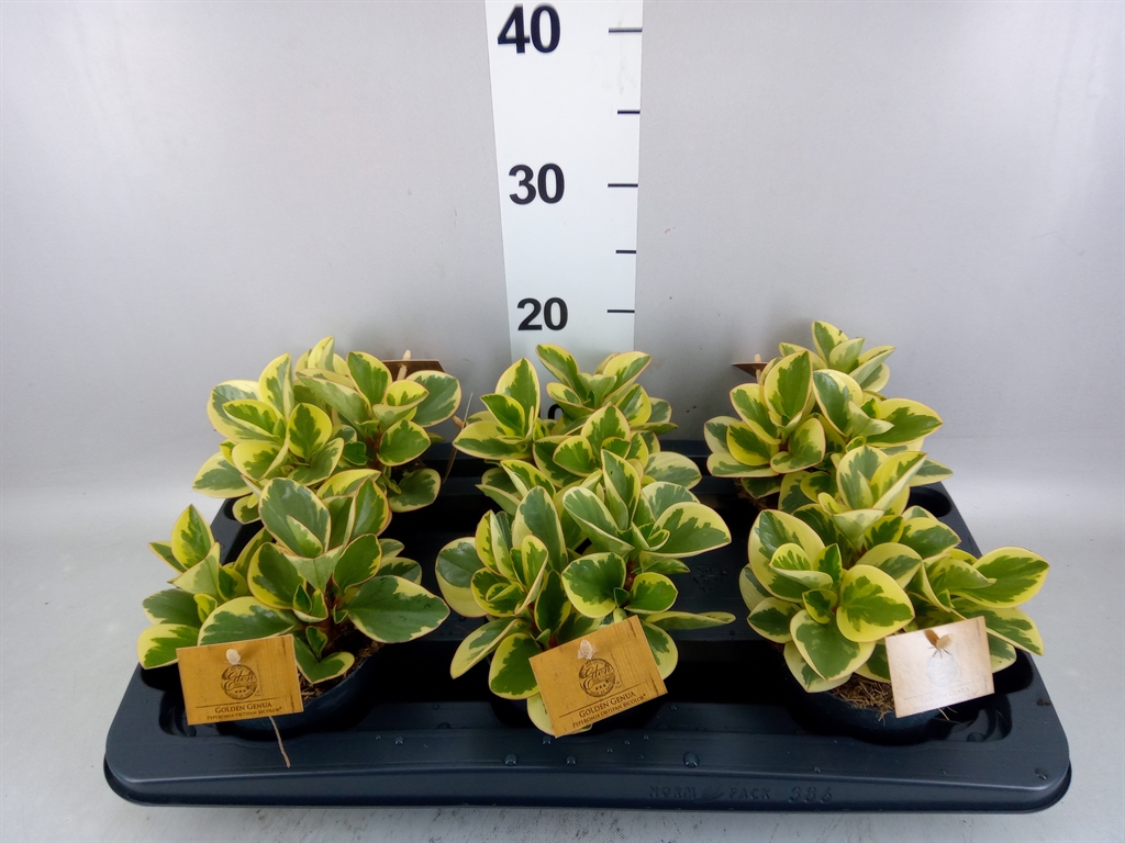 Peperomia Obtusifolia Obtipan Bicolor 12Ø 20cm