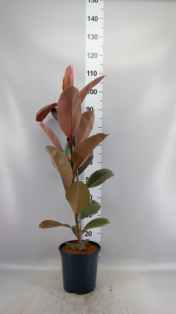 Ficus Belize 21Ø 100cm