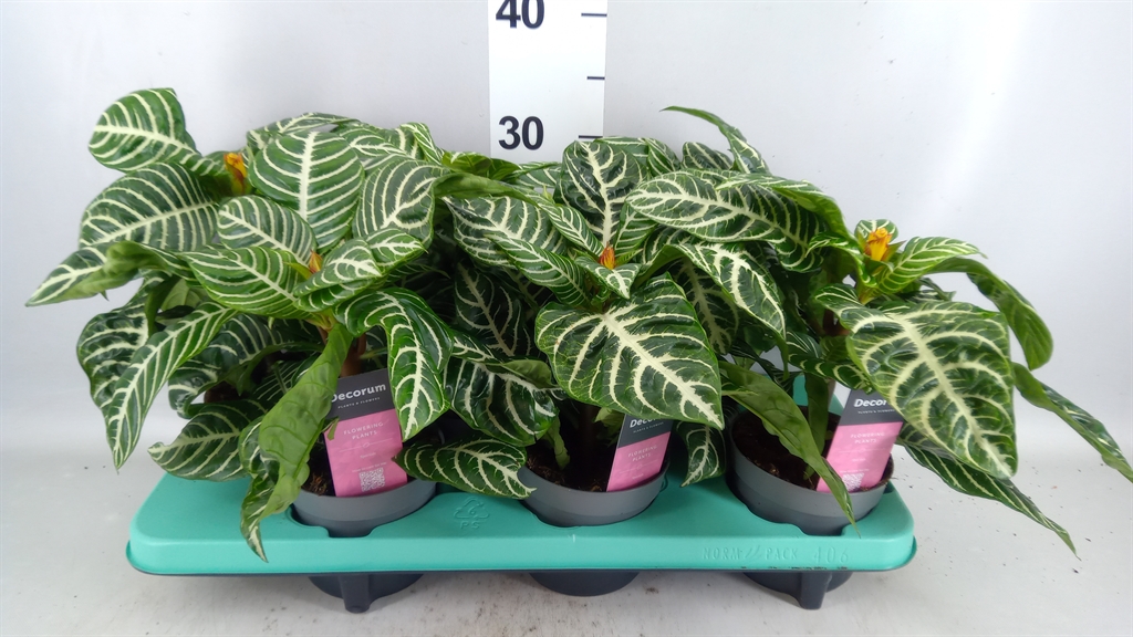 Aphelandra Squarrosa 13Ø 25cm