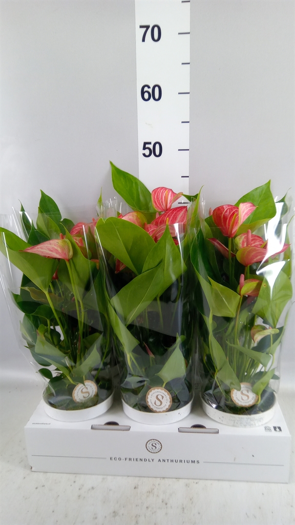 Anthurium Livium Red 12Ø 40cm