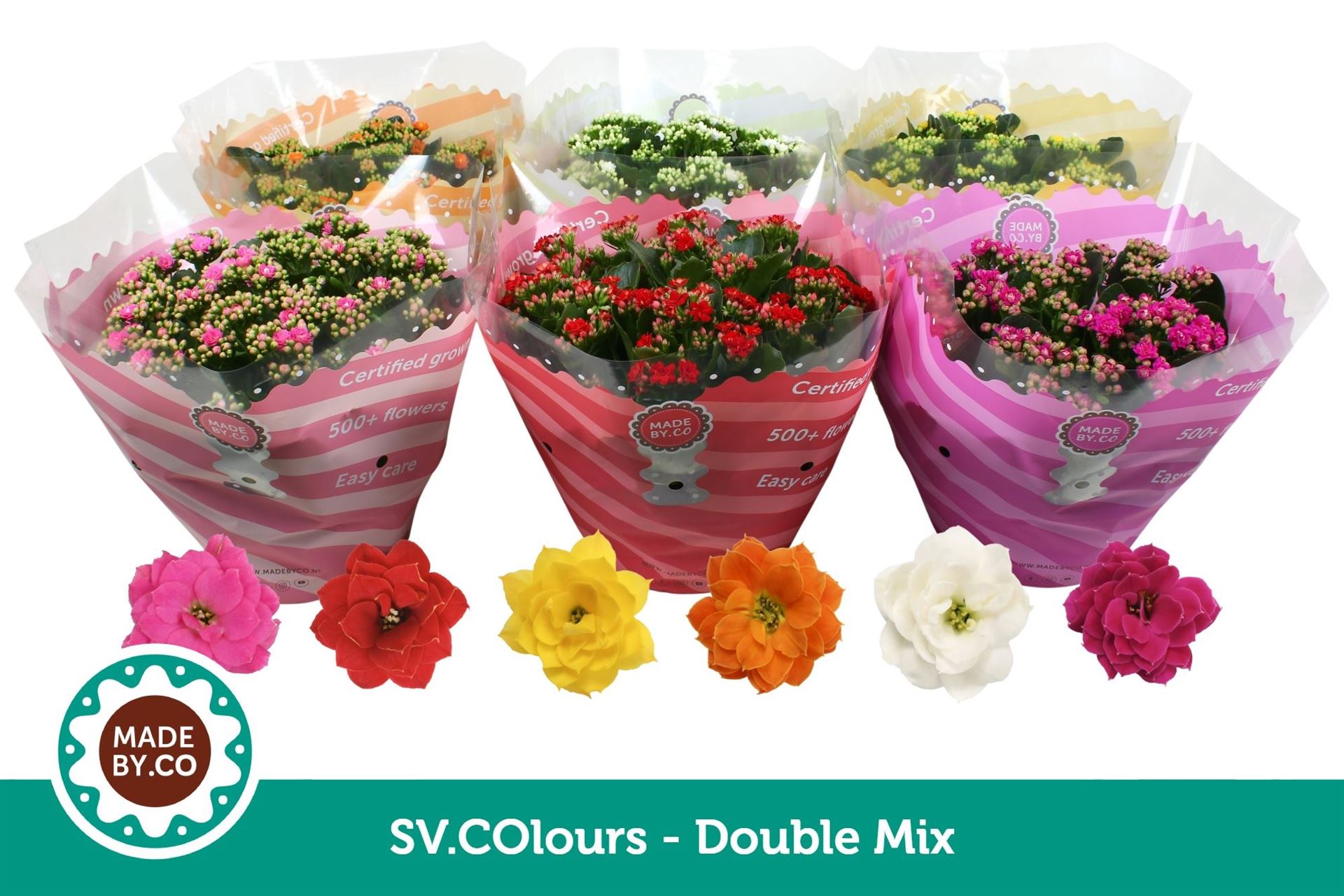 Kalanchoe Double Mix 23Ø 27cm