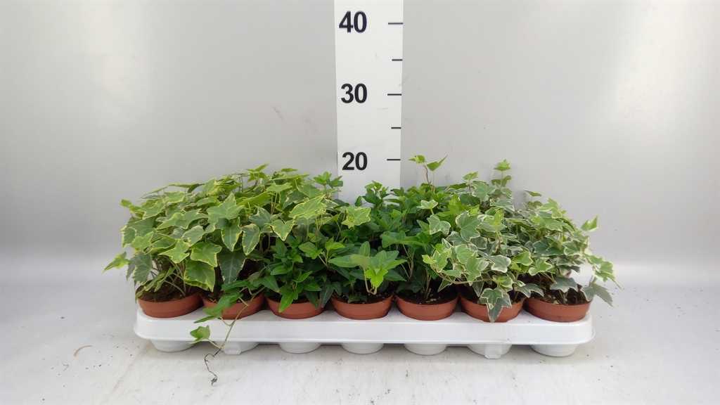 Hedera Helix Mix 8Ø 5cm
