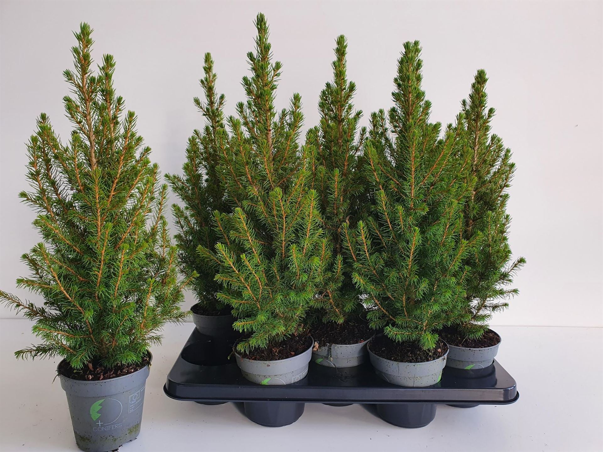 Picea December 13Ø 55cm