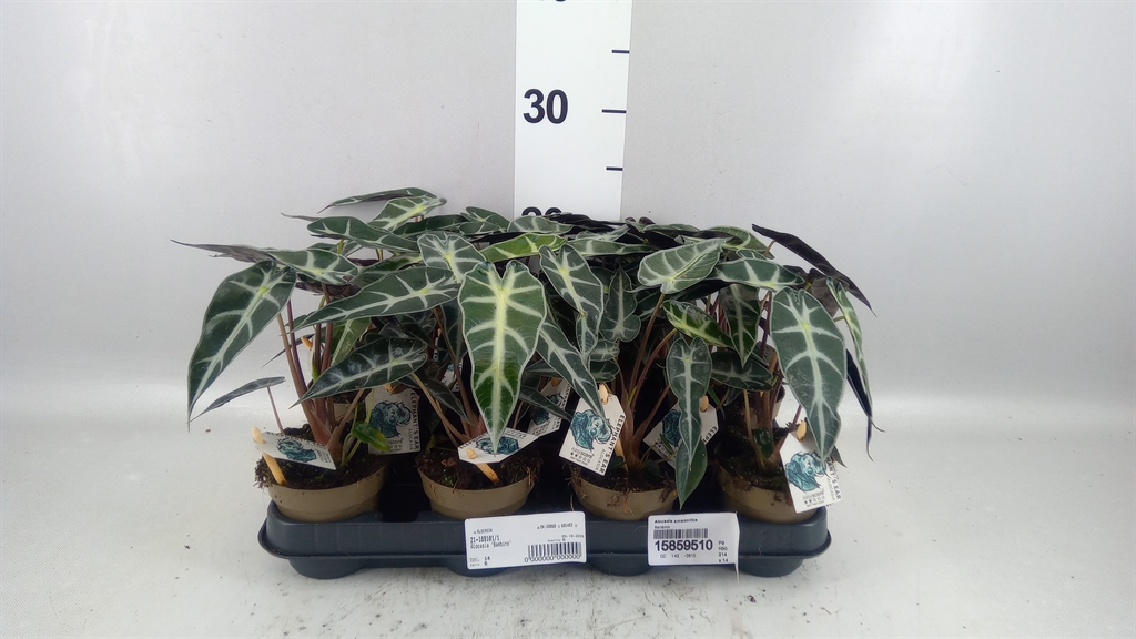 Alocasia X Amazonica 9Ø 30cm