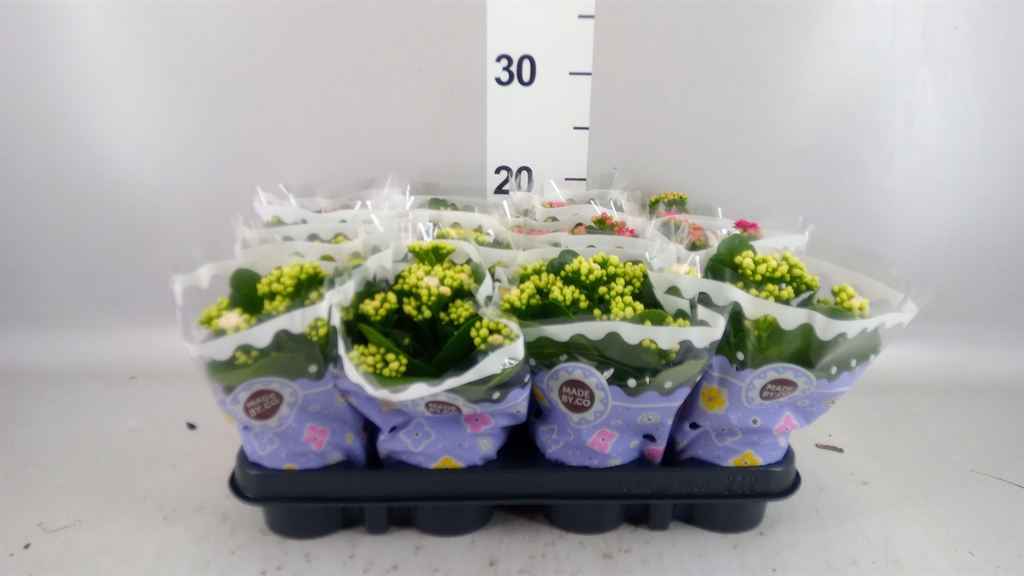 Kalanchoe Double Mix 9Ø 19cm