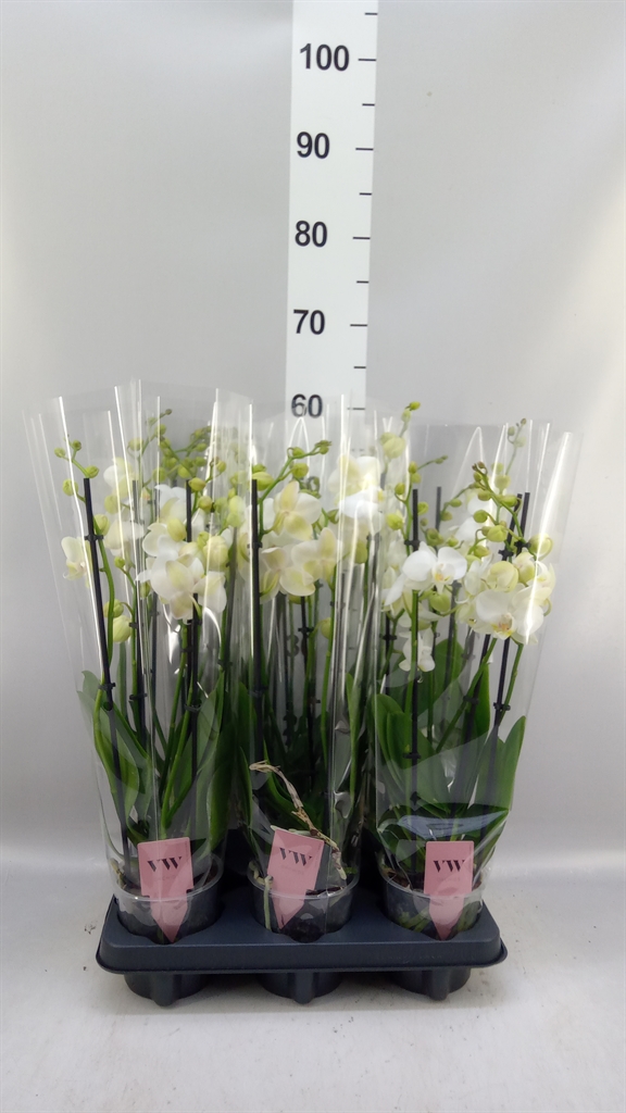 Phalaenopsis Inverness 12Ø 50cm 5st