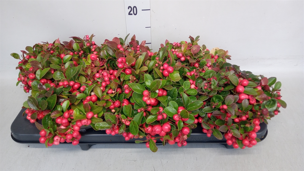 Gaultheria Procumbens 13Ø 20cm