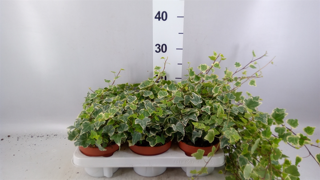 Hedera Helix White Wonder 13Ø 20cm