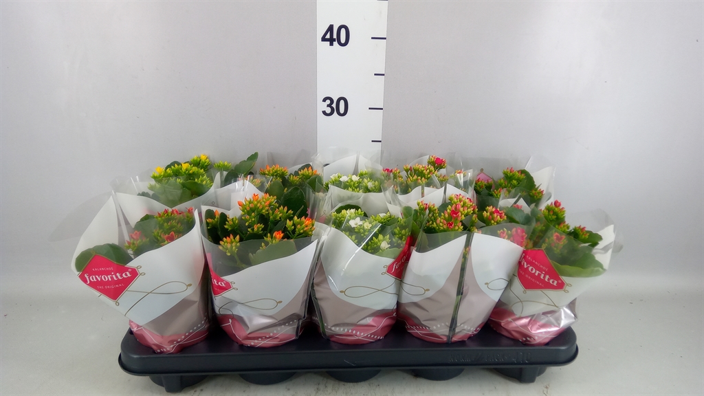Kalanchoe Single Mix 5 Colours 10Ø 22cm