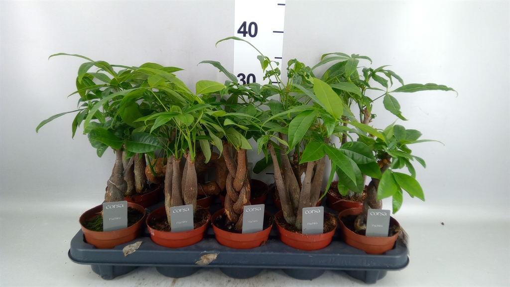 Pachira Aquatica 510Ø 25cm