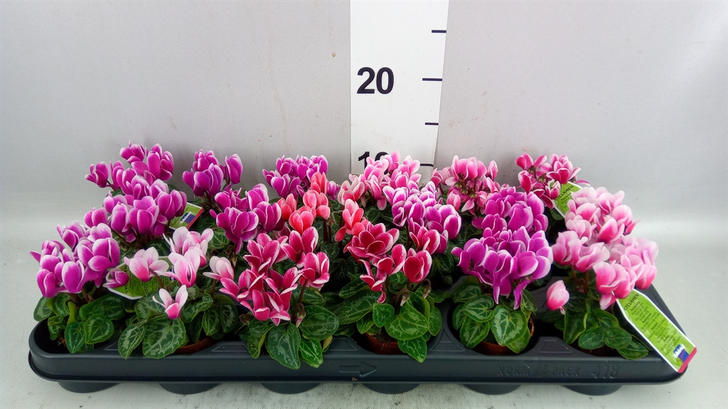 Cyclamen Smartiz Fantasia 6Ø 13cm