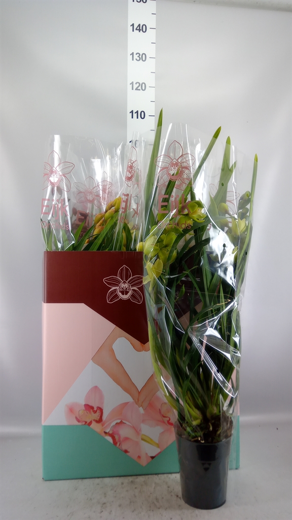 Cymbidium Mixed 14Ø 75cm 3st