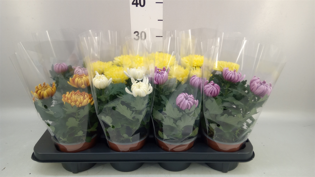 Chrys Kena Gem 12Ø 25cm