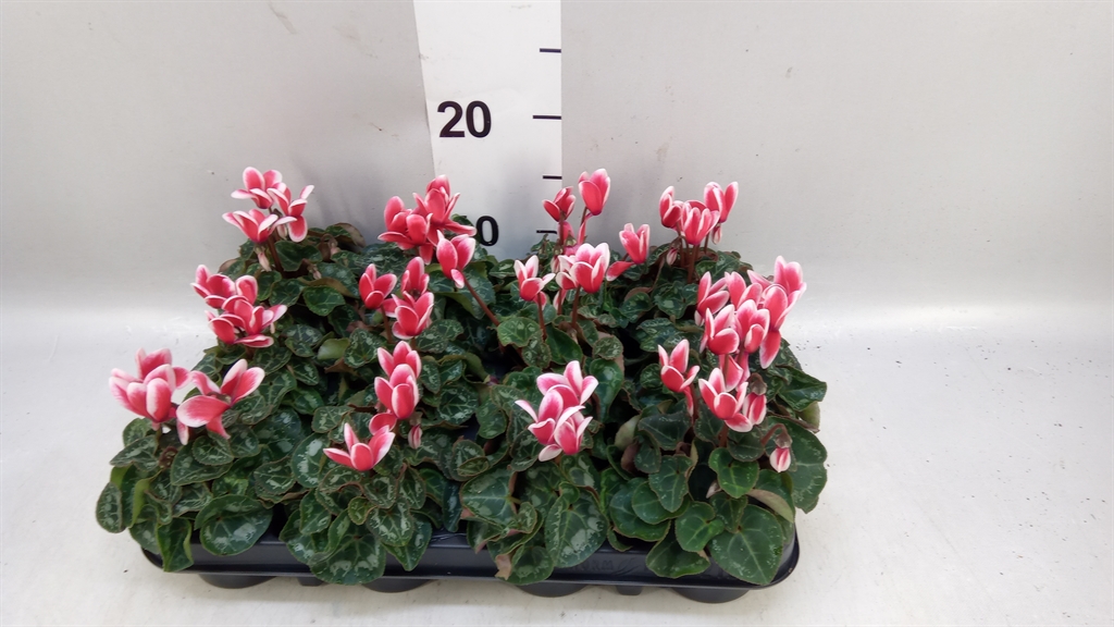Cycl Kl Metis Fantas 7Ø 15cm
