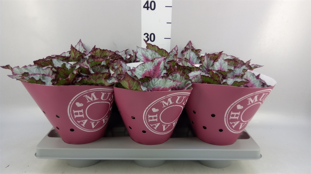 Begonia Caribbean Night Leaf 13Ø 25cm