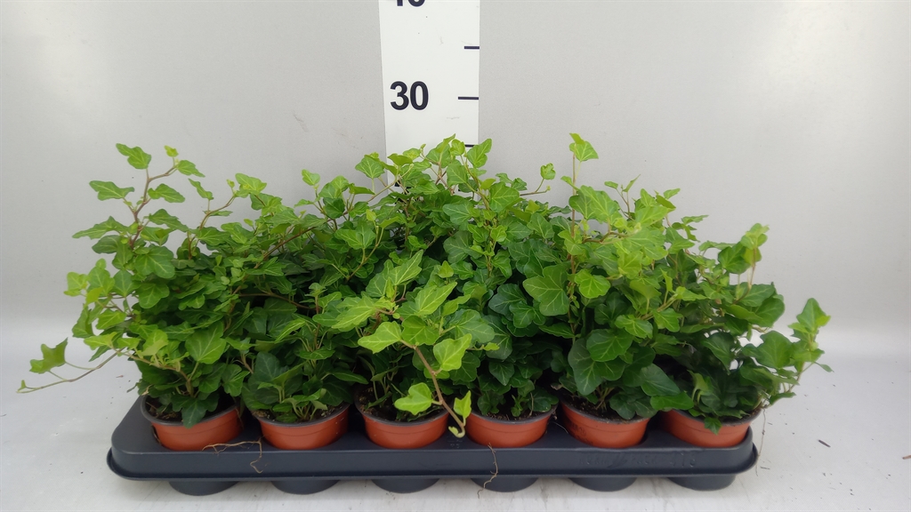 Hedera Helix Wonder 9Ø 15cm