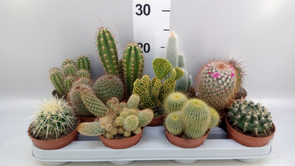 Cactus Mix 10Ø 15cm