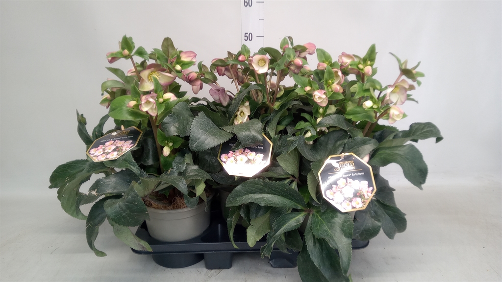 Helleborus Hgc Ice N' Roses Early Rose 19Ø 40cm