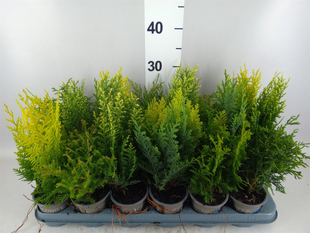 Conifers Mix 9Ø 20cm