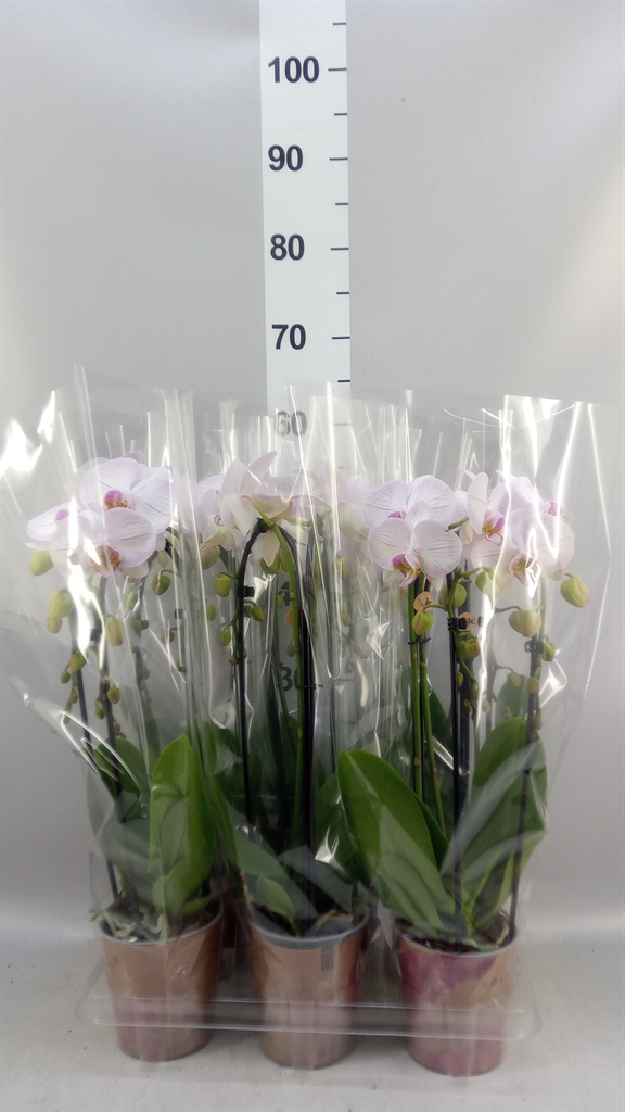 Phalaenopsis Cascade 12Ø 45cm 2st