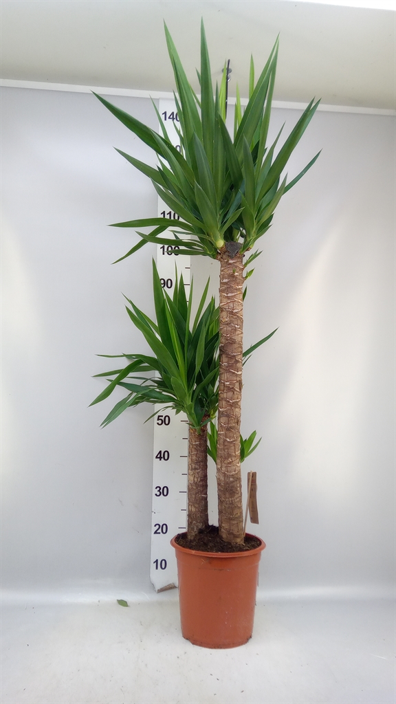 Yucca 24Ø 140cm