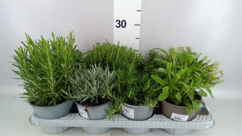 Garden Herbs Mix 14Ø 20cm