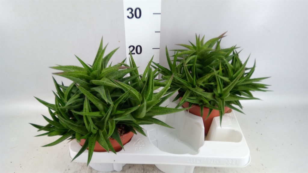Haworthia 15Ø 40cm