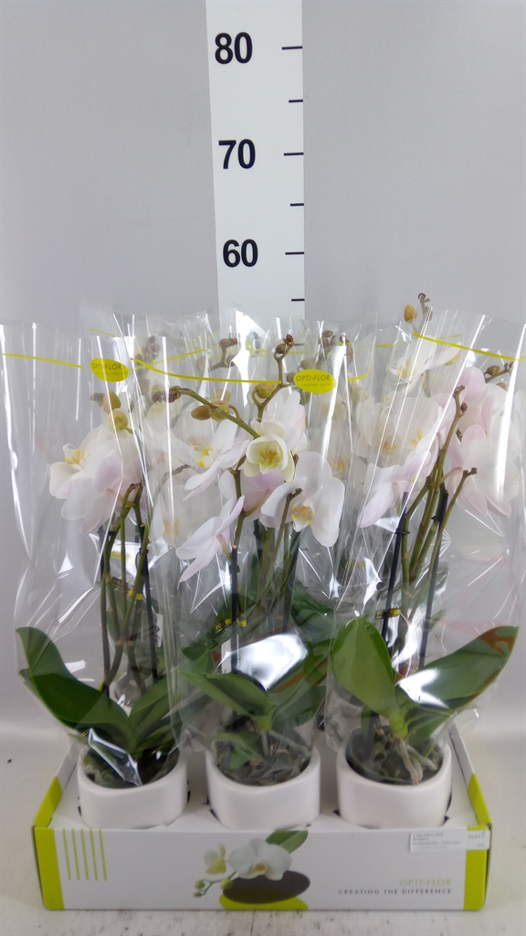 Phalaenopsis White 2 Stem 9Ø 30cm