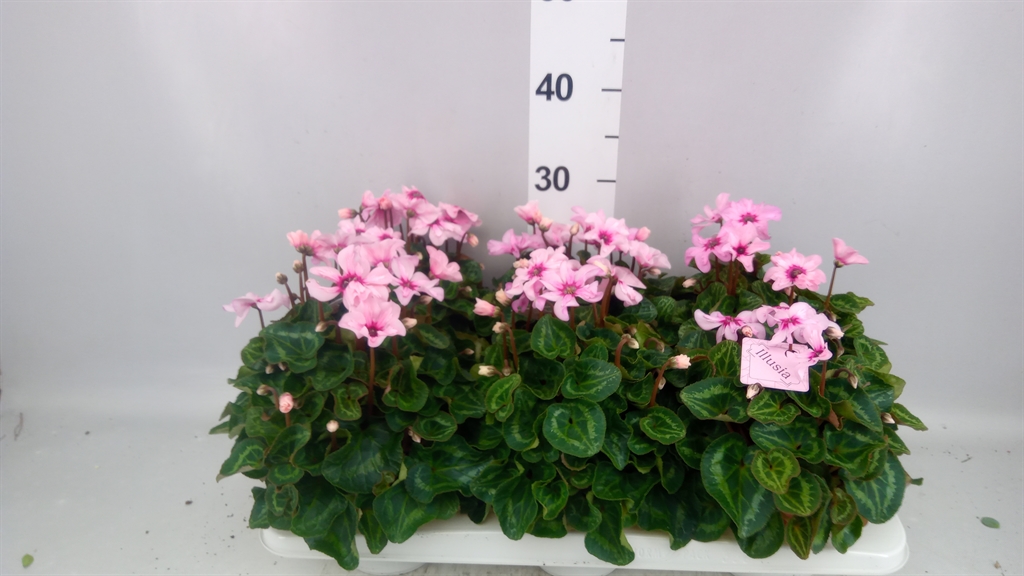 Cyclamen Persicum Illusia 13Ø 25cm