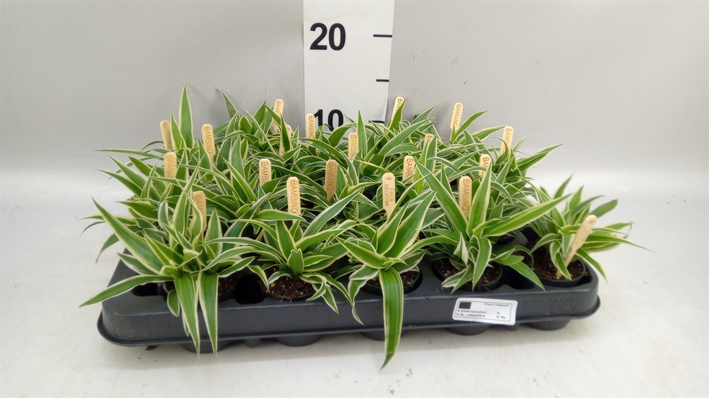 Chlorophytum Ocean 5Ø 10cm