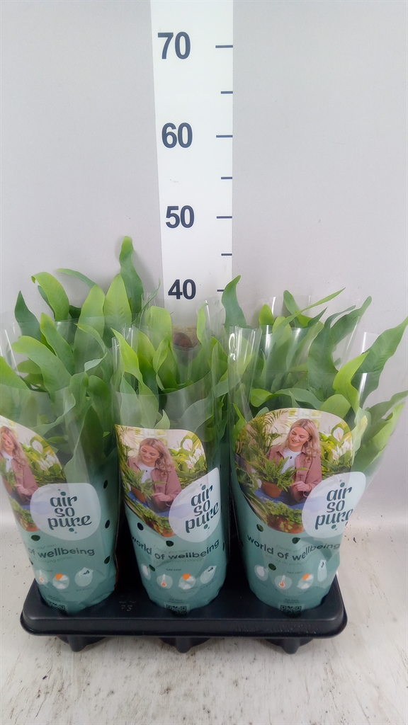 Phlebodium Blue Star 12Ø 35cm
