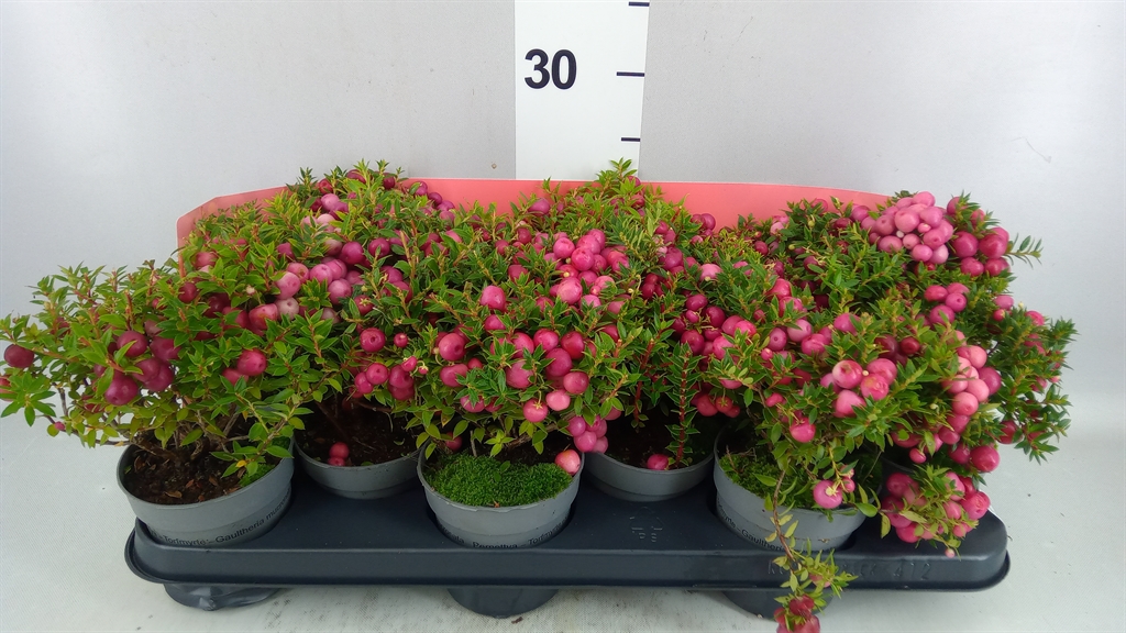 Gaultheria Mucronata 10Ø 15cm