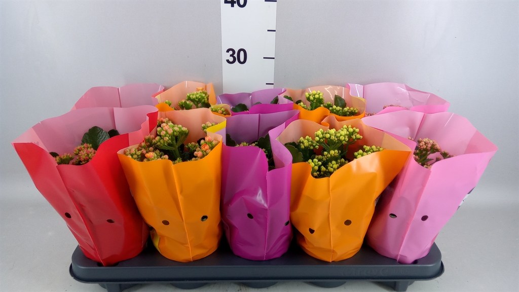 Kalanchoe Double Perfecta Mix 10Ø 24cm