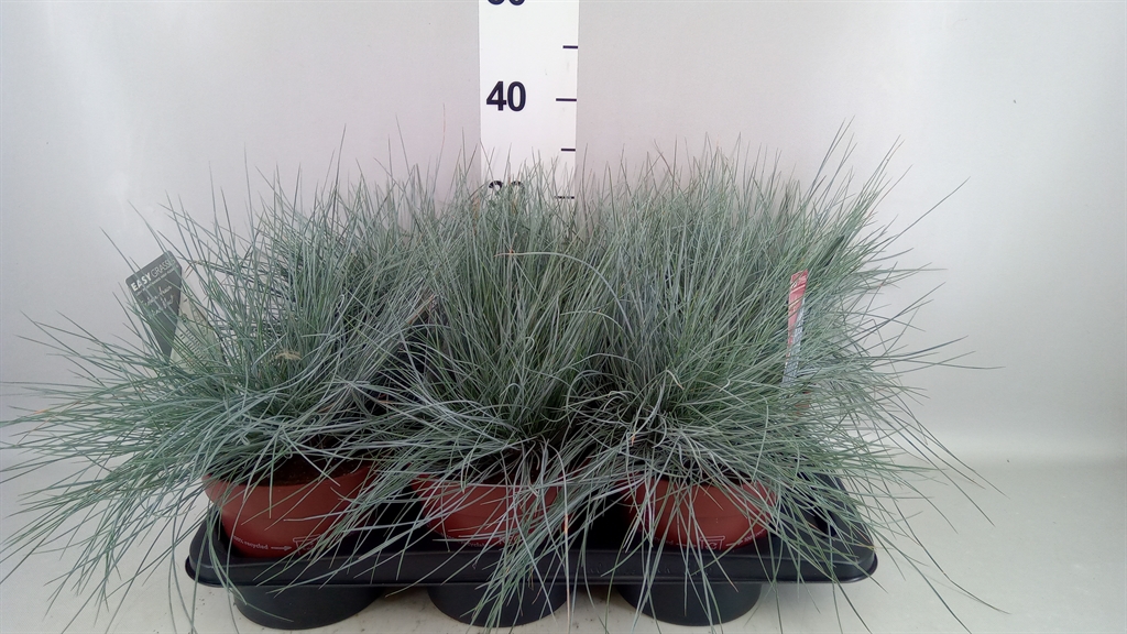 Festuca Intense Blue 17Ø 30cm
