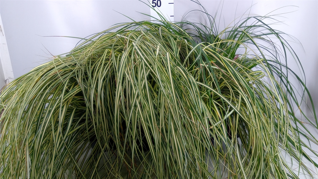 Carex Evergold 17Ø 35cm