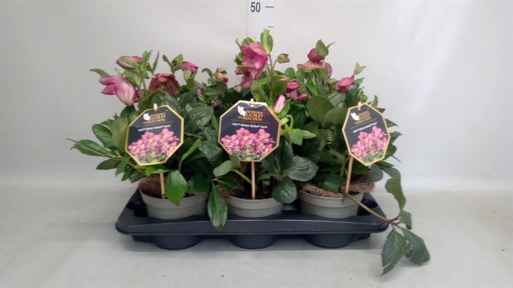 Helleborus Hgc Winter Ballet Karli 15Ø 25cm
