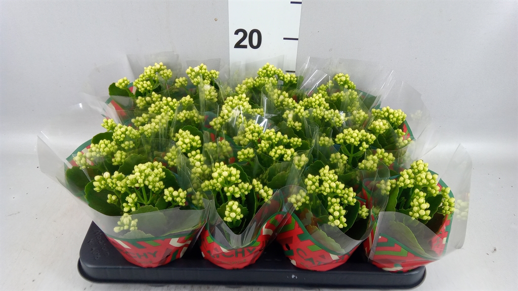 Kalanchoe Double Whites White 8Ø 15cm