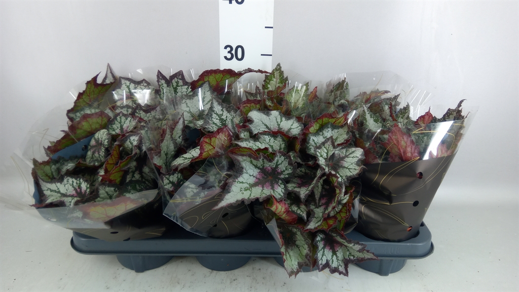 Begonia Leaf Rex Mix 12Ø 20cm