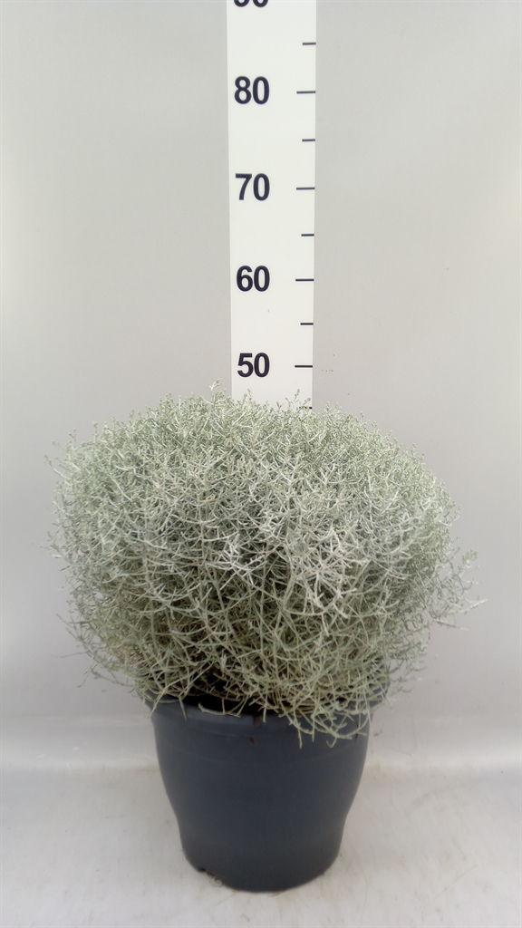 Leucophyta Brownii 27Ø 40cm
