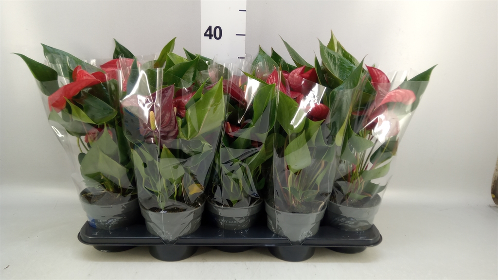 Anthurium Banderola Lava 12Ø 35cm