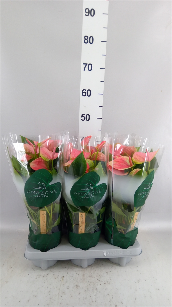 Anthurium Sweet Dream 12Ø 35cm