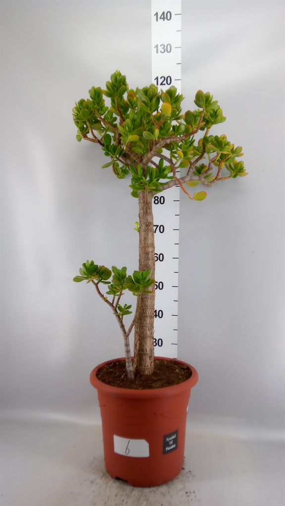 Crassula Ovata 32Ø 115cm