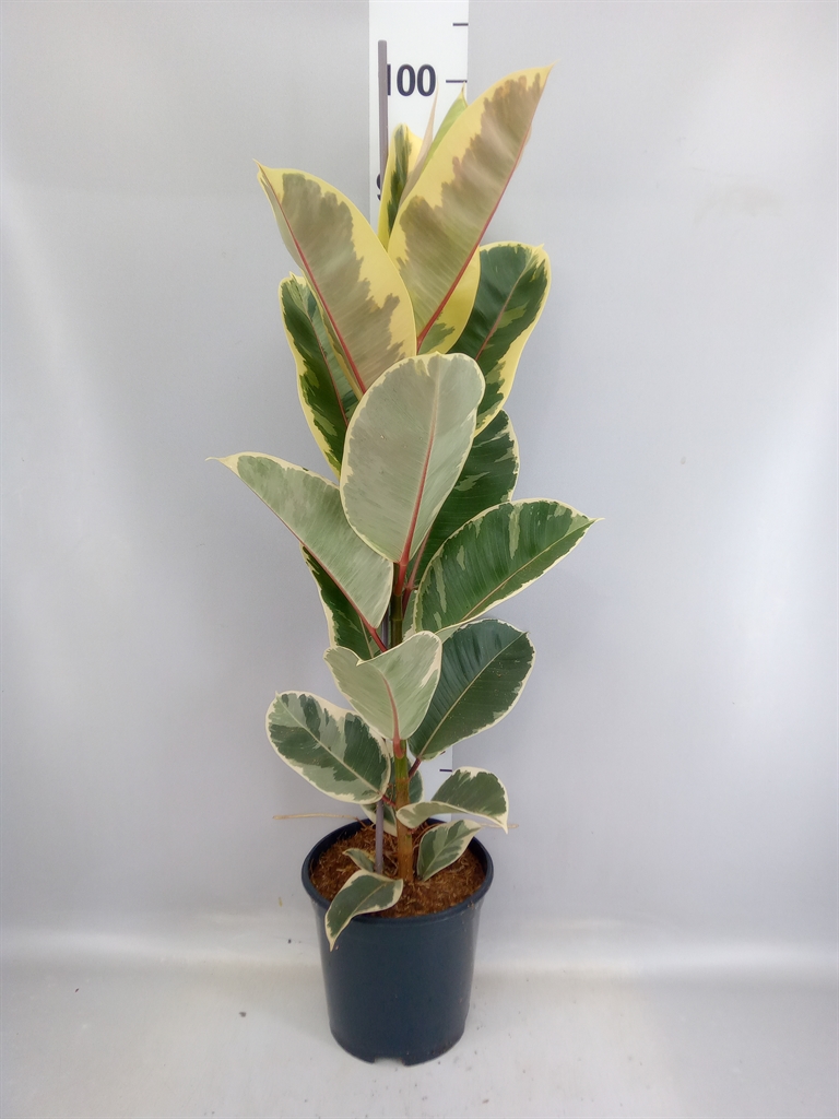 Ficus Tineke 21Ø 100cm