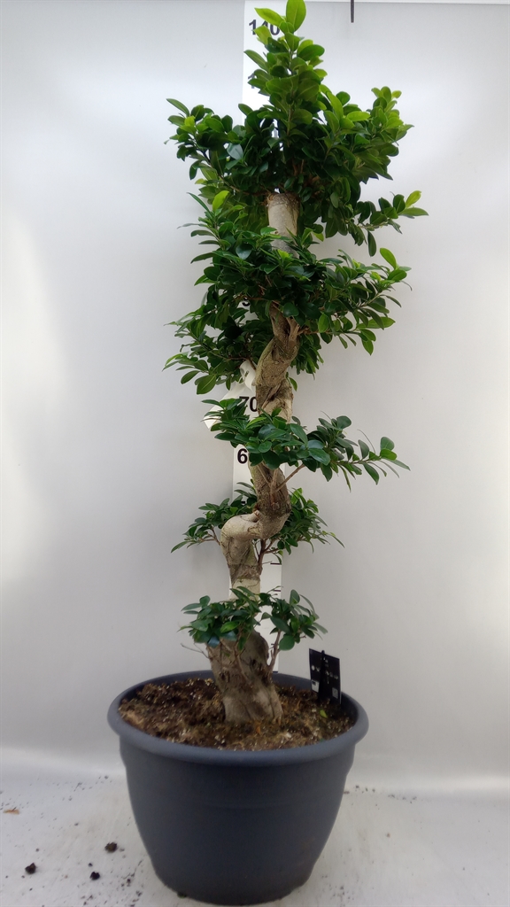 Fic Mi Ginseng 35Ø 115cm
