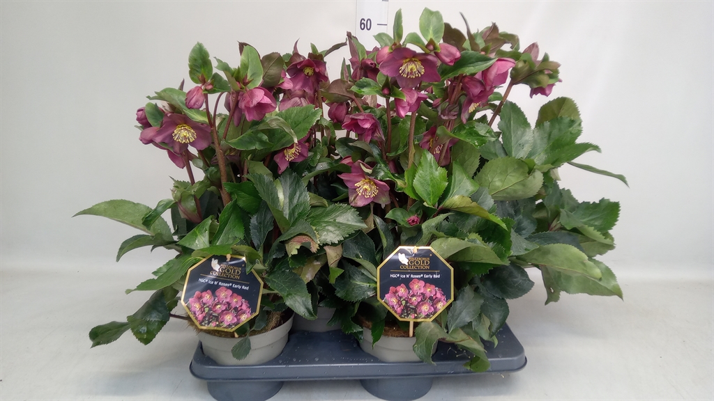 Helleborus Hgc Ice N' Roses Red 17Ø 40cm